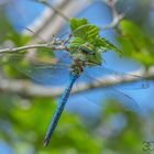 Grosse Königslibelle (Anax imperator)