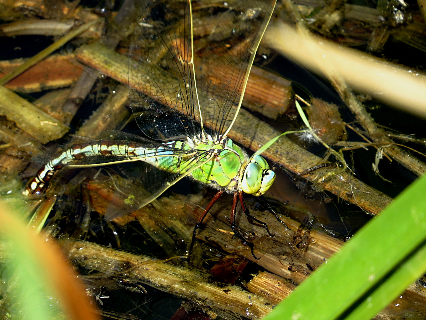 --- Große Königslibelle (Anax imperator) ---