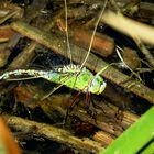 --- Große Königslibelle (Anax imperator) ---