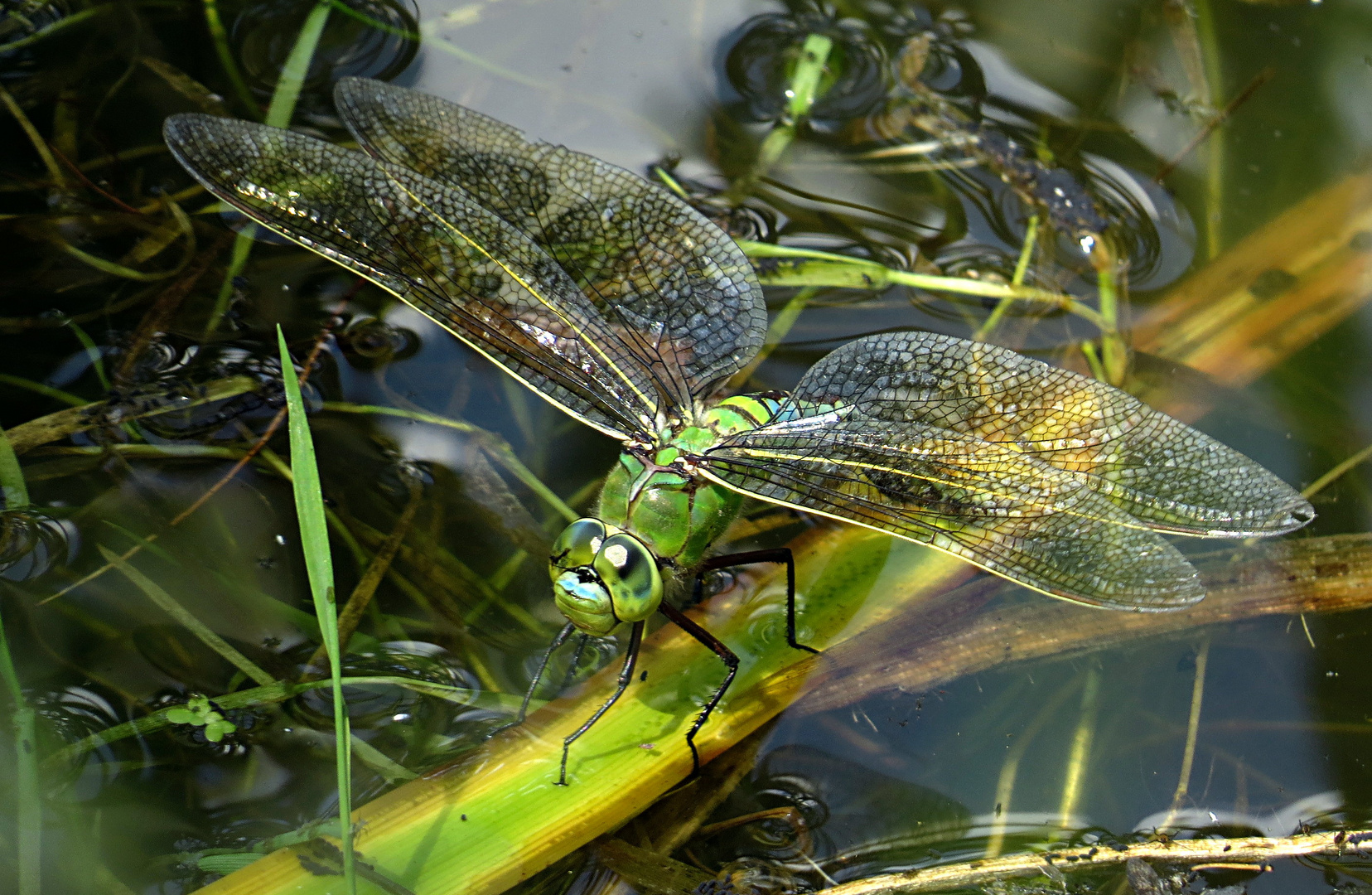 --- Große Königslibelle (Anax imperator) ---