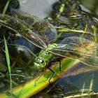 --- Große Königslibelle (Anax imperator) ---