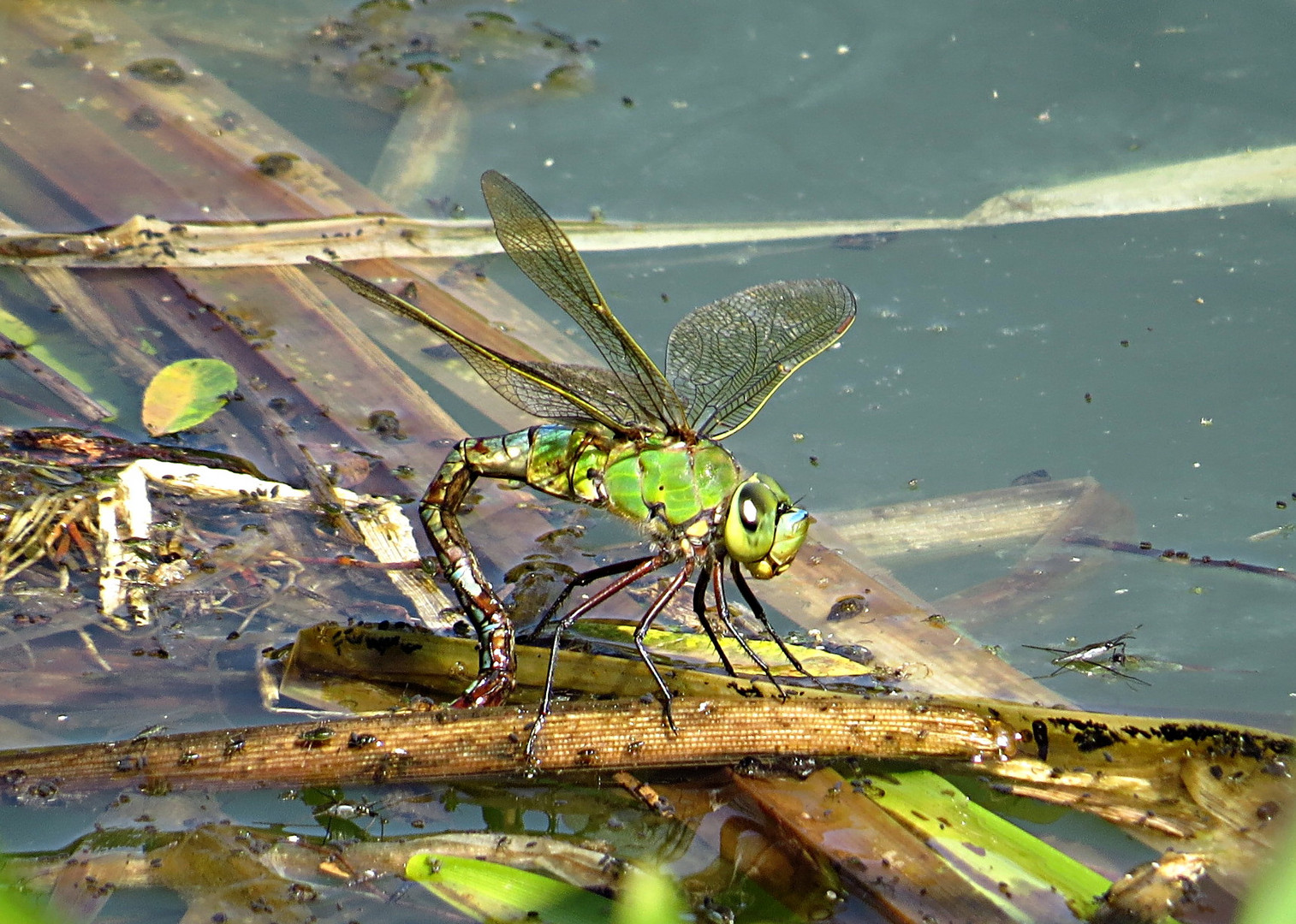 --- Große Königslibelle (Anax imperator) ---