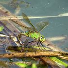 --- Große Königslibelle (Anax imperator) ---