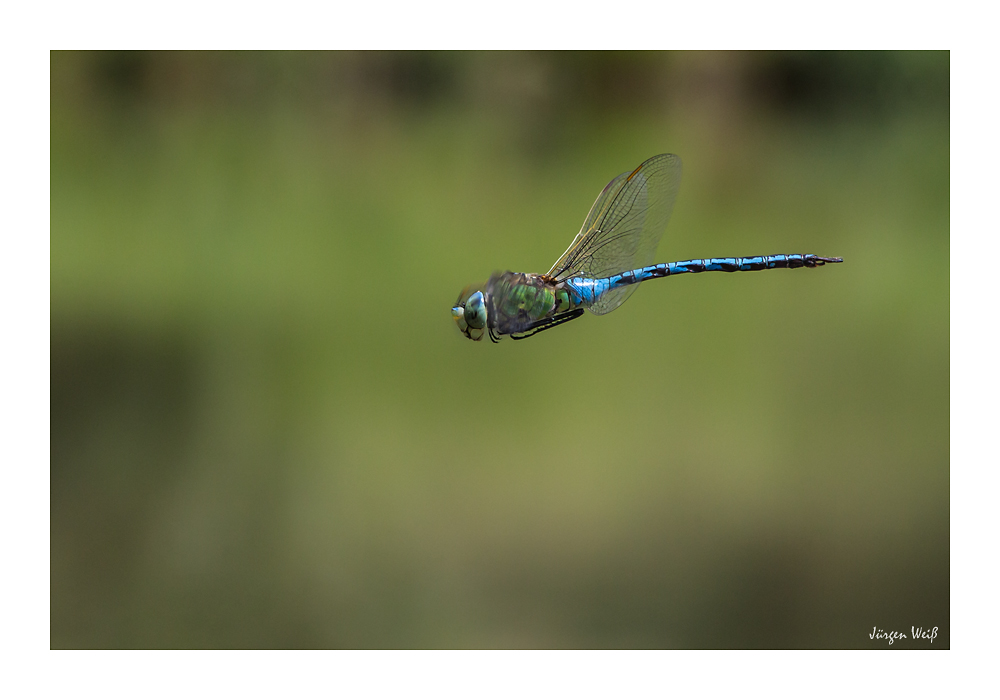 Große Königslibelle (Anax imperator)