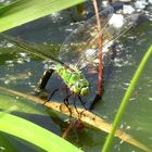 ... Große Königslibelle (Anax imperator) ...