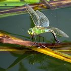 --- Große Königslibelle (Anax imperator) ---