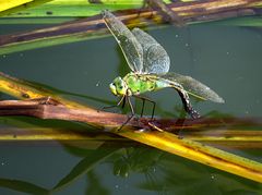 --- Große Königslibelle (Anax imperator) ---