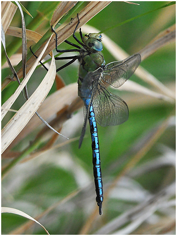 Große Königslibelle - Anax imperator