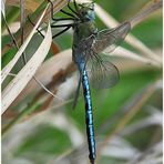 Große Königslibelle - Anax imperator