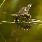 Grosse Königslibelle (Anax imperator)