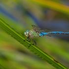 Große Königslibelle (Anax imperator), 