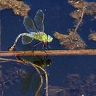 Große Königslibelle [Anax imperator]