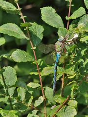 Große Königslibelle, (Anax imperator)