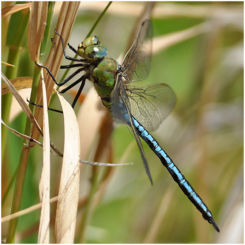 Große Königslibelle - Anax imperator