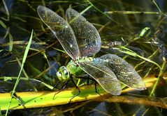 --- Große Königslibelle (Anax imperator) ---