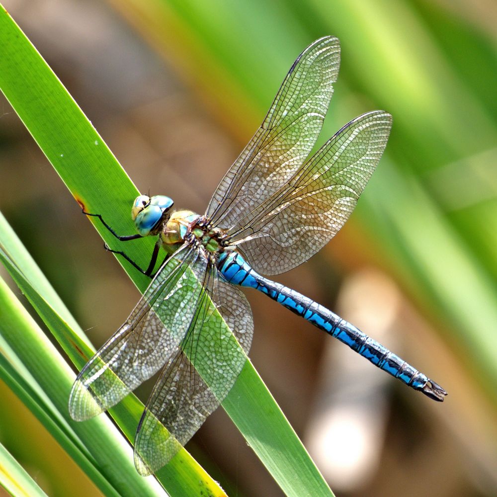 Gro e K nigslibelle Anax imperator Foto Bild tiere Gro e K nigslibelle Anax imperator Foto Bild tiere