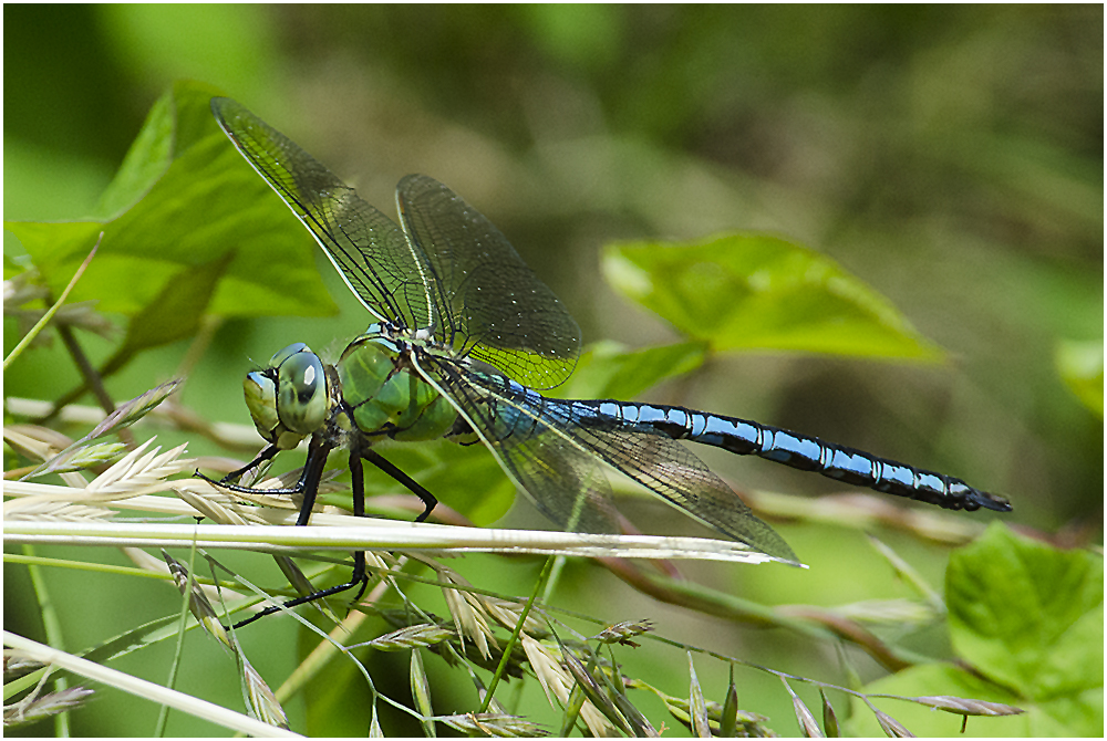 Große Königslibelle - Anax imperator