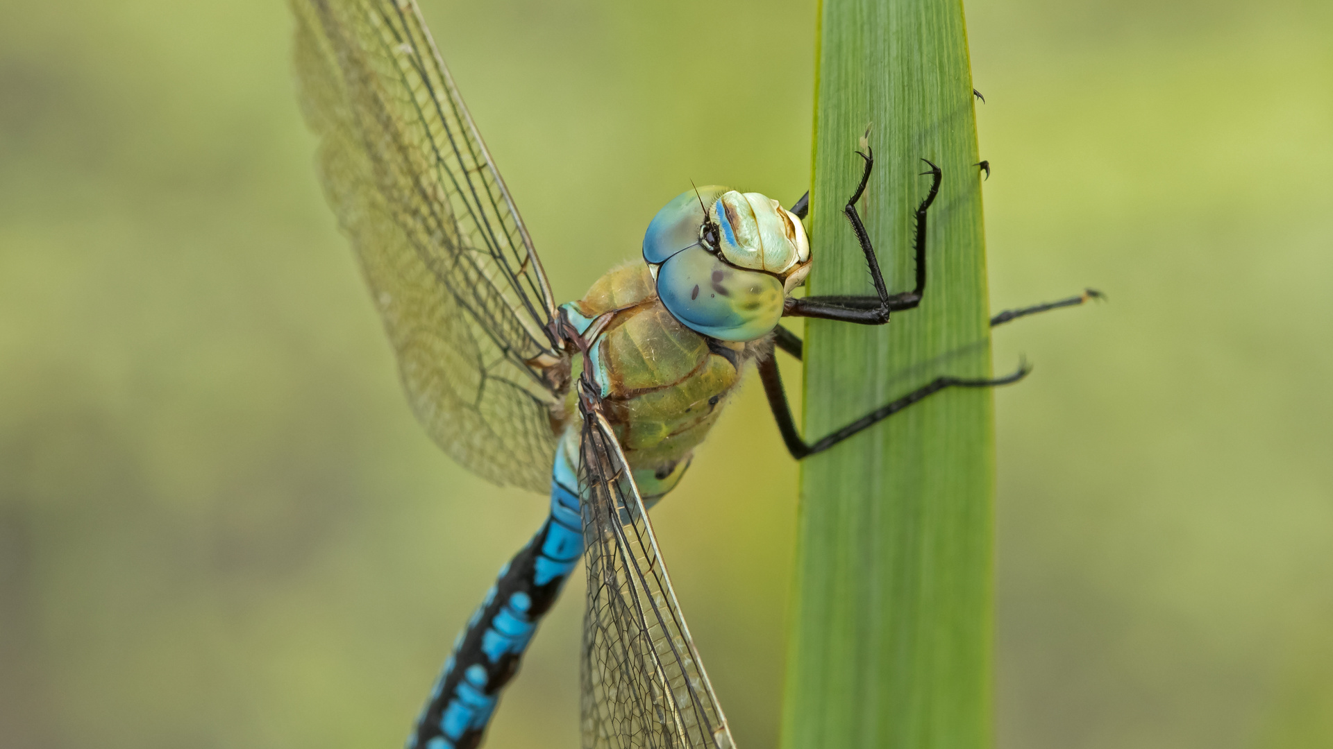 Große Königslibelle (Anax imperator)