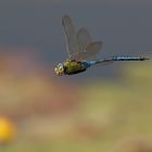 Große Königslibelle (Anax imperator)