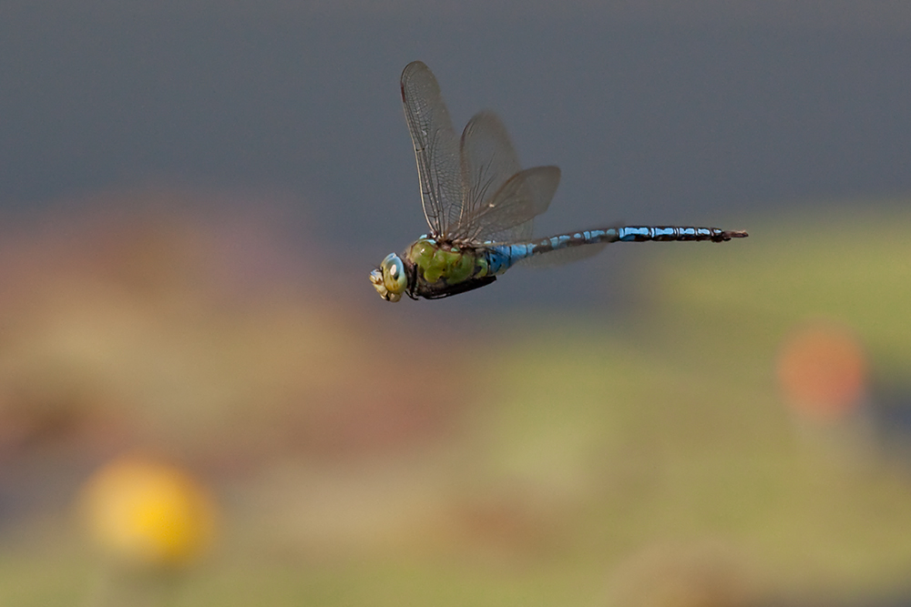 Große Königslibelle (Anax imperator)