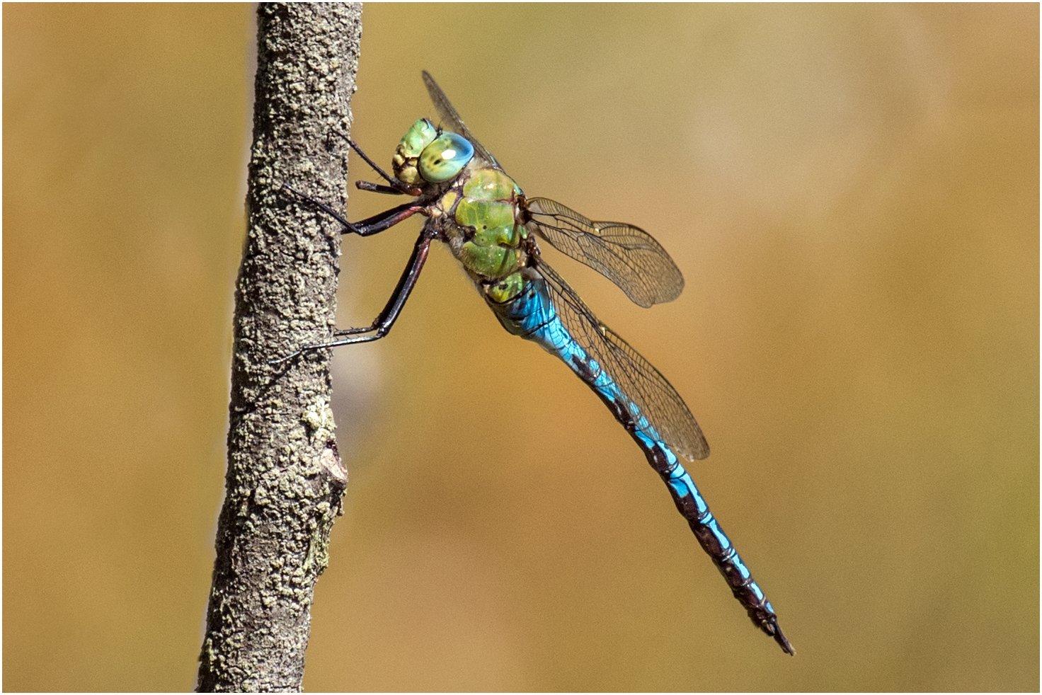 Große Königslibelle - anax imperator - an einem dünnen aufsteigendem Ast,   