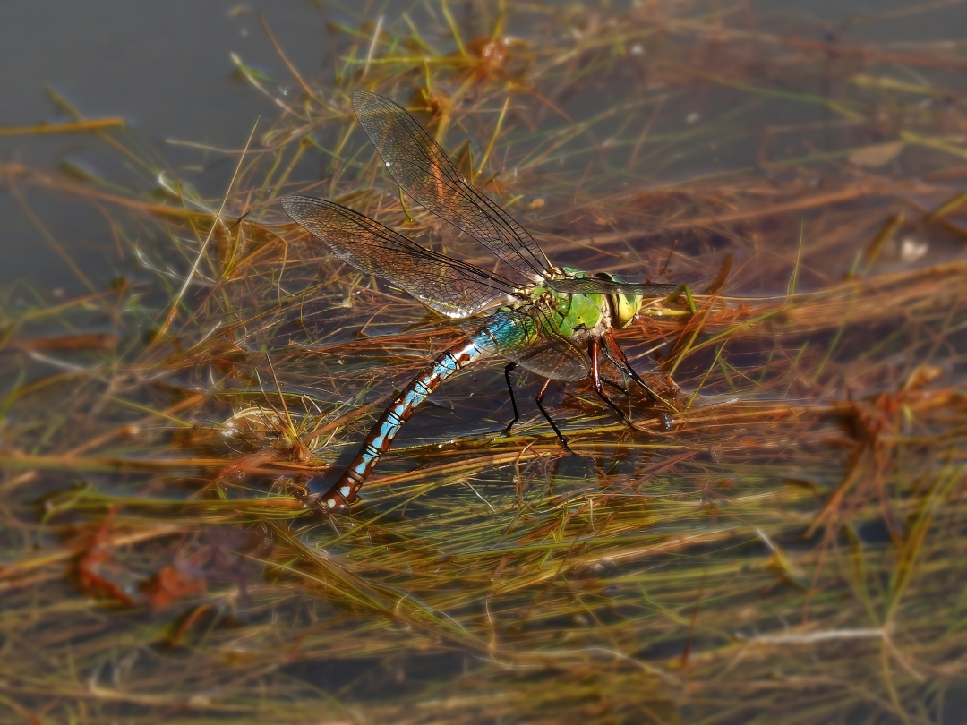 Große Königslibelle – Anax imperator