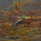 Große Königslibelle – Anax imperator