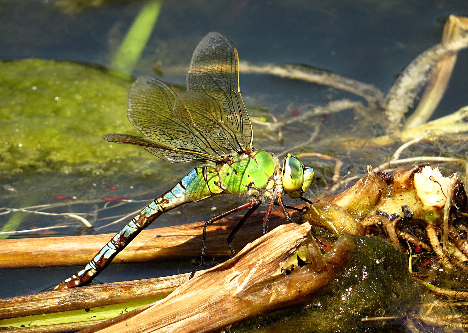 --- Große Königslibelle (Anax imperator) ---