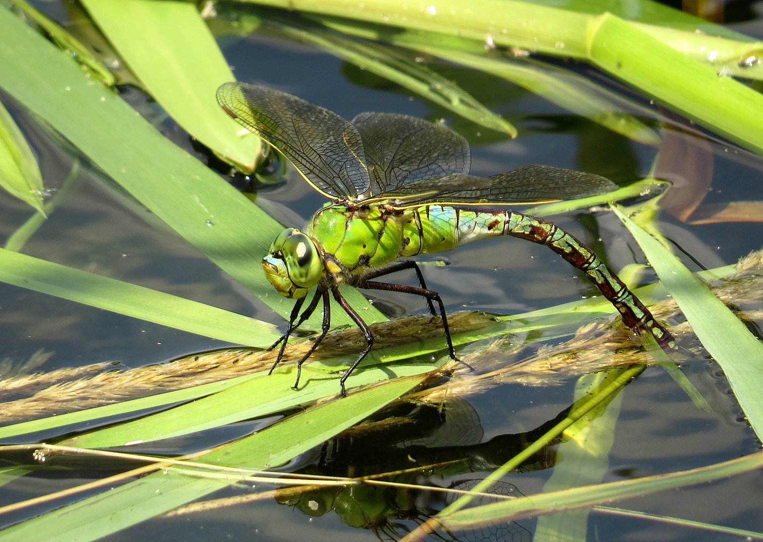 ... Große Königslibelle (Anax imperator) ... 