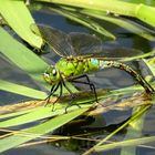 ... Große Königslibelle (Anax imperator) ... 