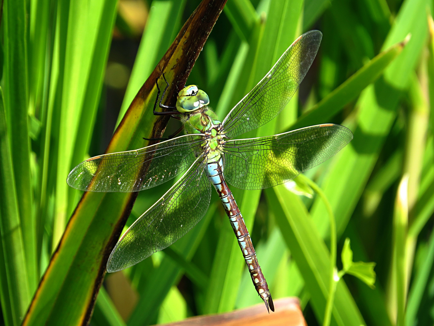 --- Große Königslibelle (Anax imperator) ---