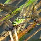 --- Große Königslibelle (Anax imperator) ---