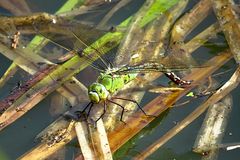 --- Große Königslibelle (Anax imperator) ---