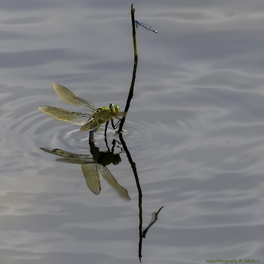 Große Königslibelle (Anax imperator) bei der Eiablage