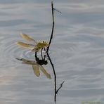 Große Königslibelle (Anax imperator) bei der Eiablage