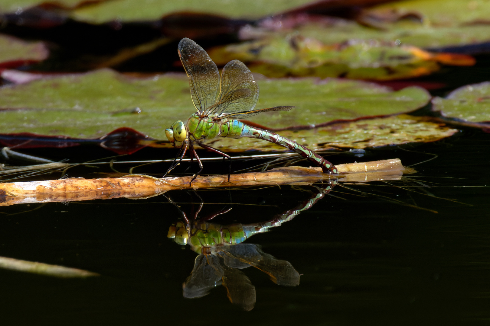 Große Königslibelle Anax imperator) bei der Eiablage 