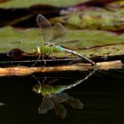 Große Königslibelle Anax imperator) bei der Eiablage 