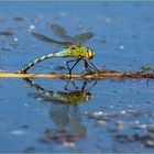 Große Königslibelle (anax imperator) bei der Eiablage  .....