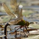 Große Königslibelle  (Anax imperator) bei der Eiablage