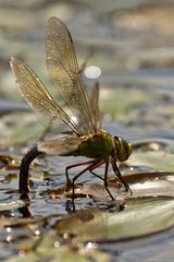 Große Königslibelle  (Anax imperator) bei der Eiablage