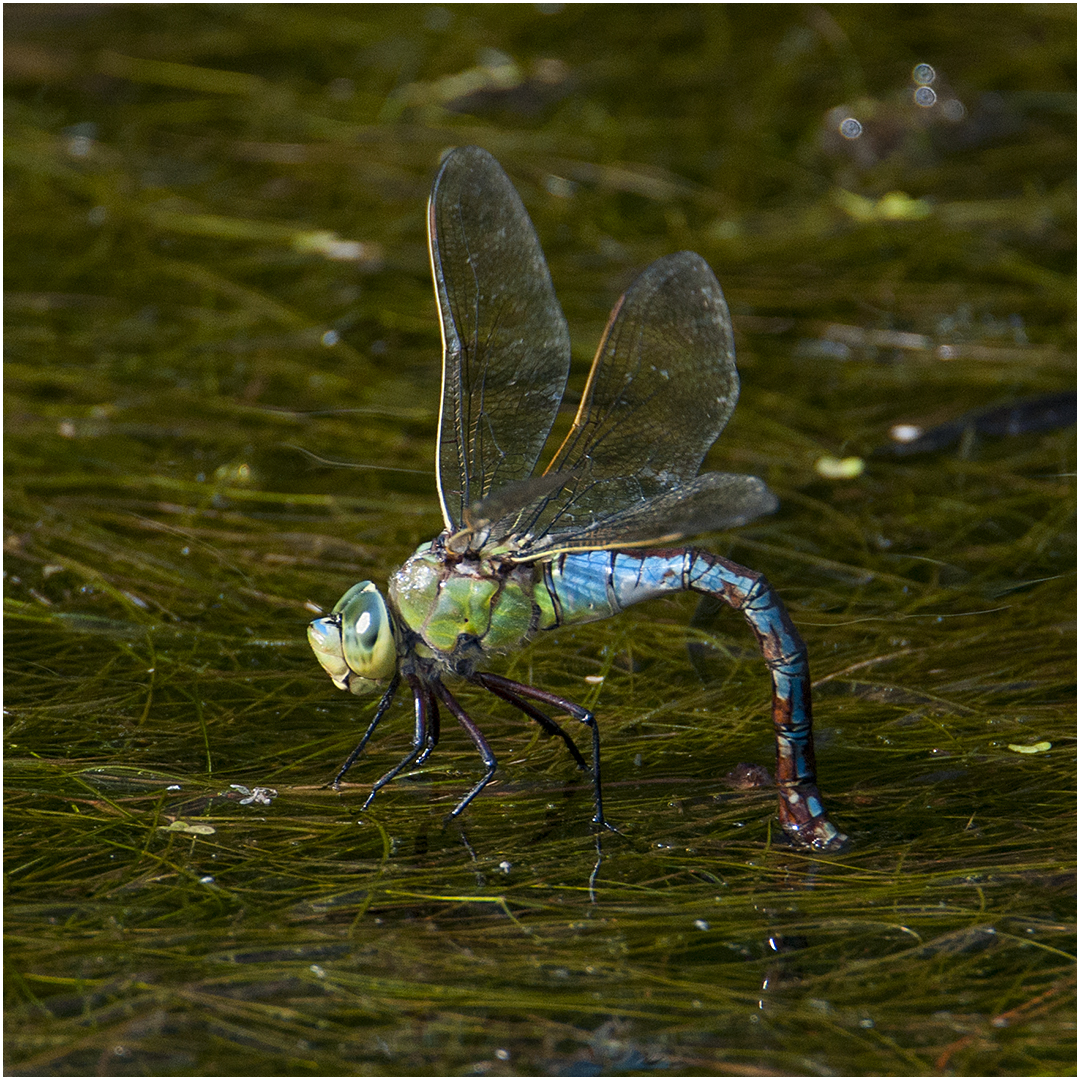 Große Königslibelle (Anax imperator) bei der Eiablage