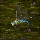 Große Königslibelle (Anax imperator) bei der Eiablage