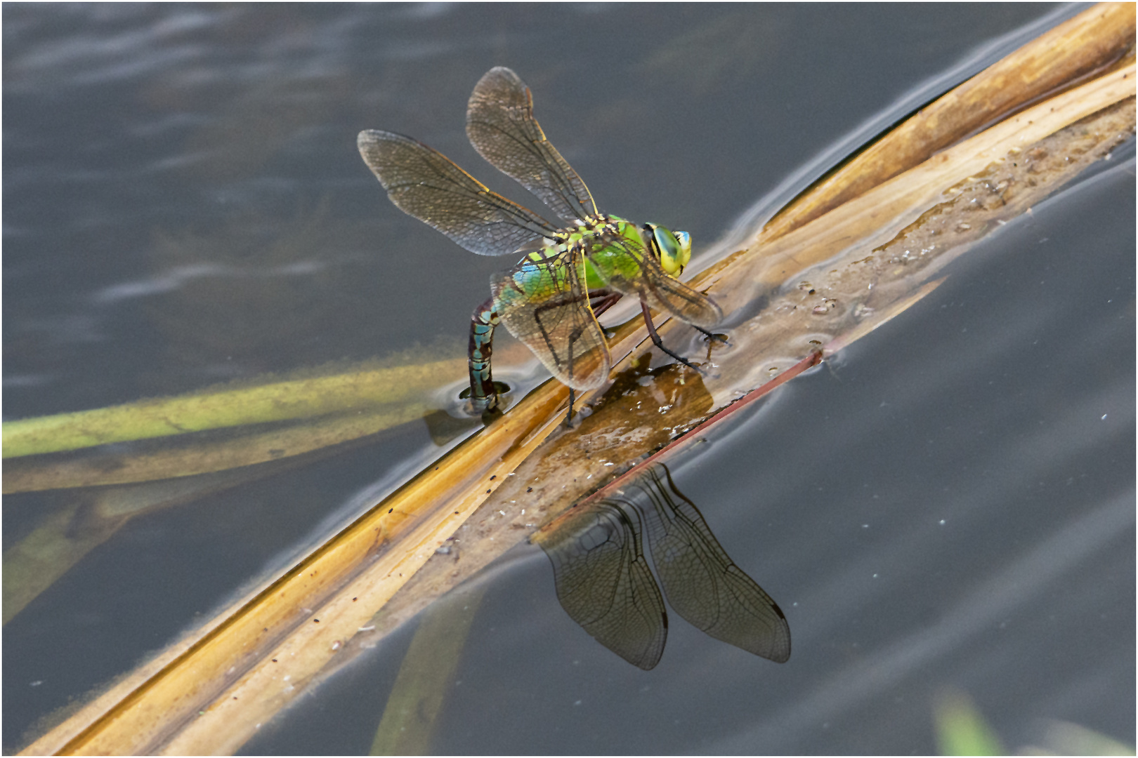 Große Königslibelle  (Anax imperator) bei der Eiablage in . . .