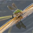 Große Königslibelle  (Anax imperator) bei der Eiablage in . . .