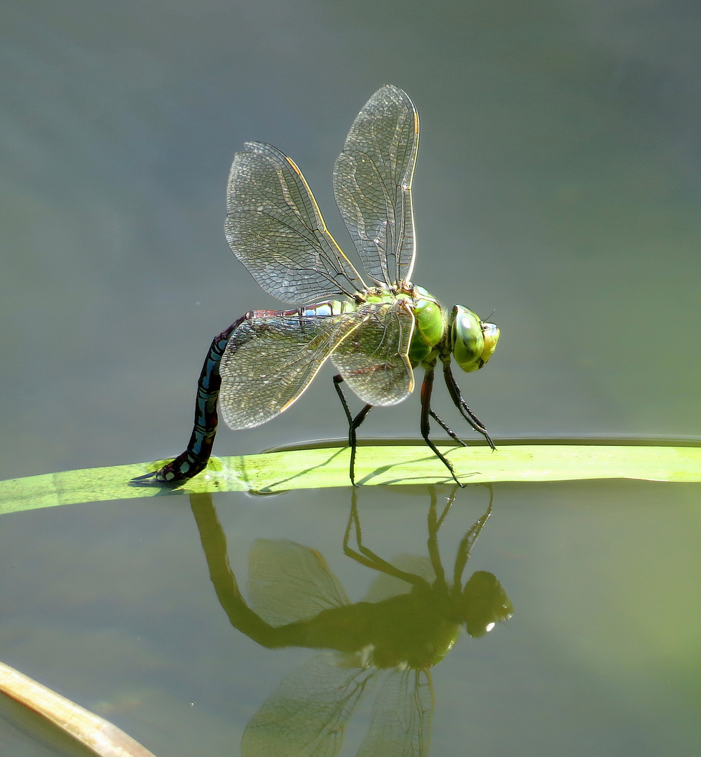 Große Königslibelle (Anax imperator), Blaues Weibchen bei der Eiablage (1)