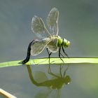 Große Königslibelle (Anax imperator), Blaues Weibchen bei der Eiablage (1)