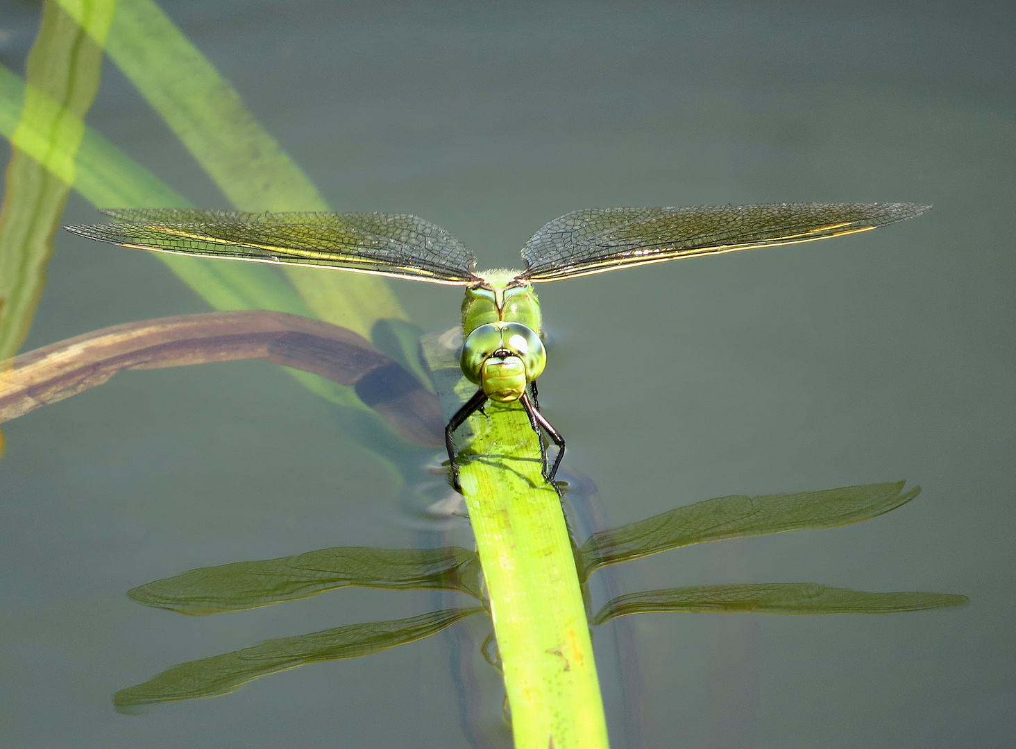 Große Königslibelle (Anax imperator), Blaues Weibchen bei der Eiablage (2)