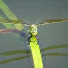 Große Königslibelle (Anax imperator), Blaues Weibchen bei der Eiablage (2)