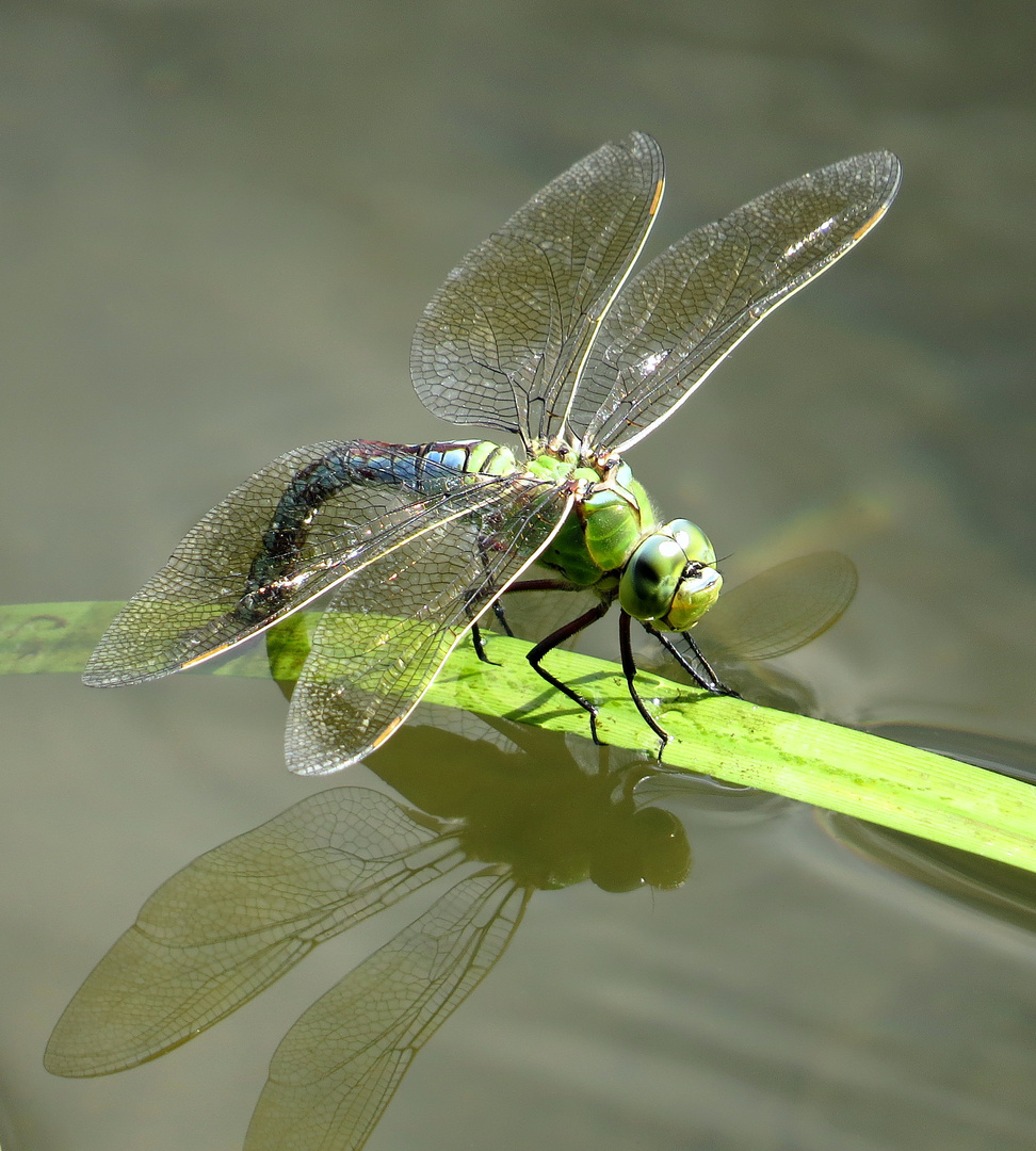 Große Königslibelle (Anax imperator), Blaues Weibchen bei der Eiablage