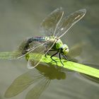 Große Königslibelle (Anax imperator), Blaues Weibchen bei der Eiablage